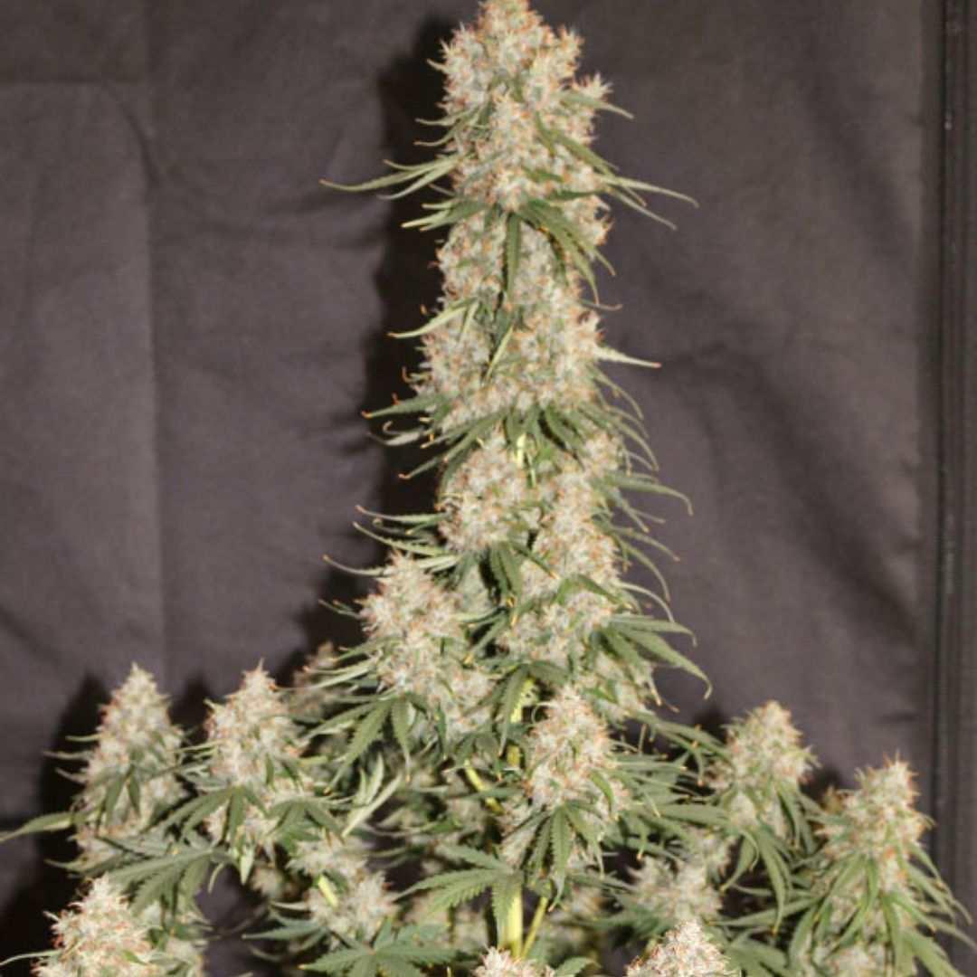 Buschige Auto Blueberry Pflanze mit kompakten, gleichmäßig verteilten Buds kurz vor der Ernte.