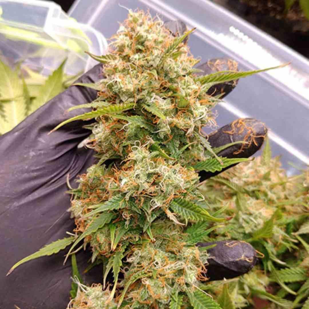 Reife Auto Blueberry Buds mit orangefarbenen Härchen werden zur Ernte vorbereitet.