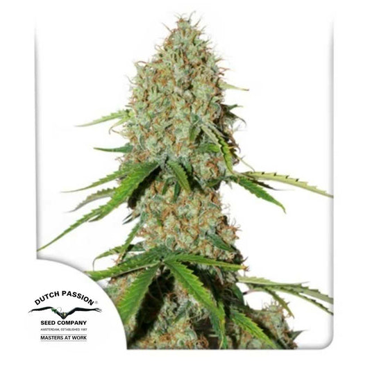 Harzige Auto Brooklyn Sunrise Blüte mit dichten Buds und orangen Blütenhaaren von Dutch Passion