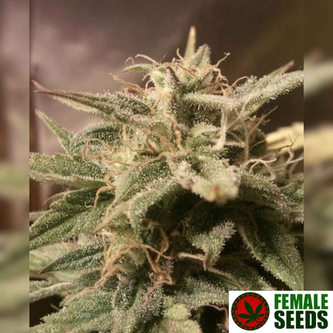 Auto Bubble Cannabisblüte mit dichten harzigen Buds und zahlreichen orangefarbenen Pistillen