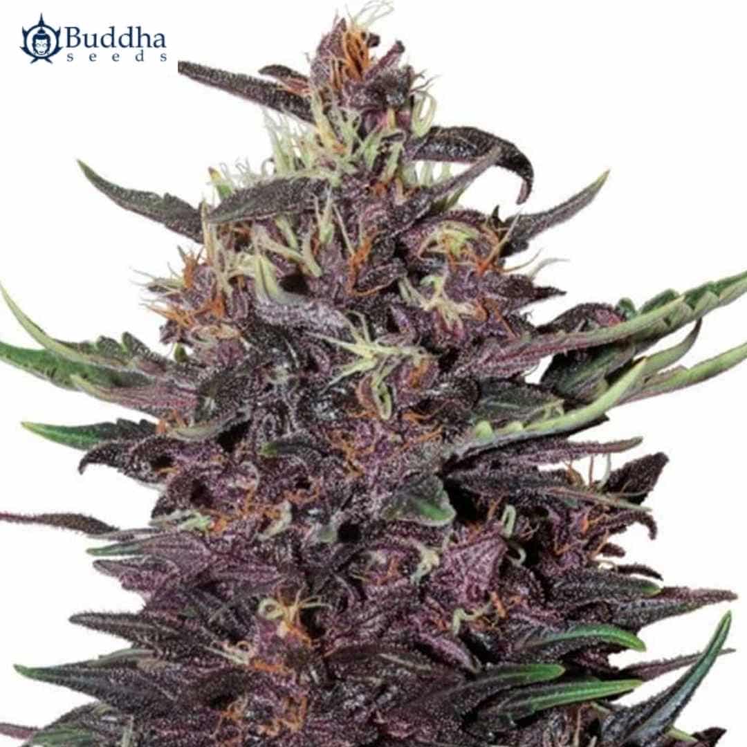 Violette Auto Buddha Purple Kush Blüte mit harzigen Kelchen und orangefarbenen Pistillen