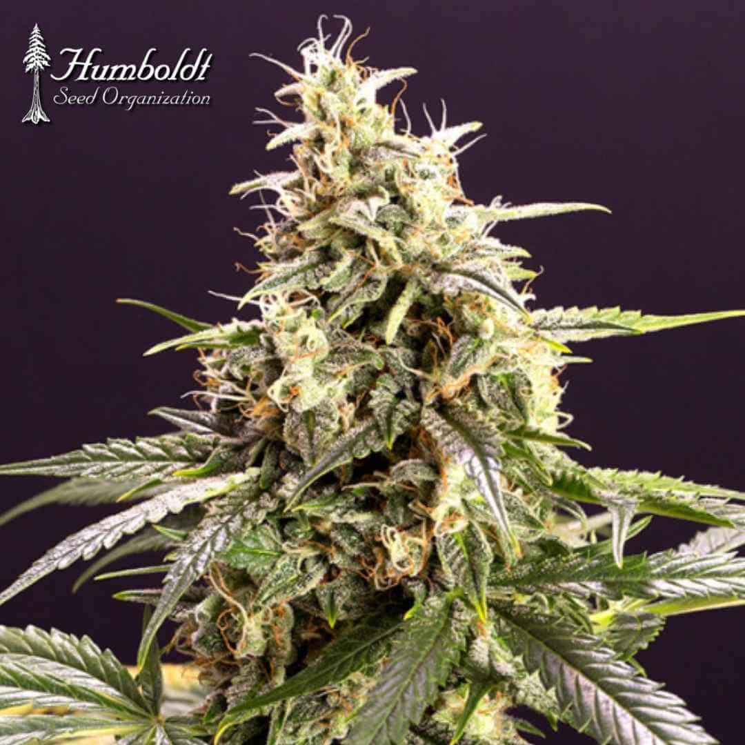 Auto Chem Bomb Blüte mit dichten, harzigen Buds, orangefarbenen Stempeln und grünen Zuckerblättern