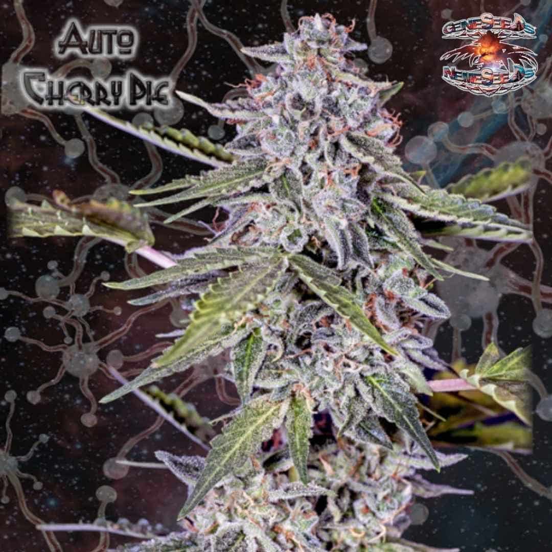 Auto Cherry Pie Blüte mit harzigen Buds, dichten Trichomen und orangefarbenen Härchen