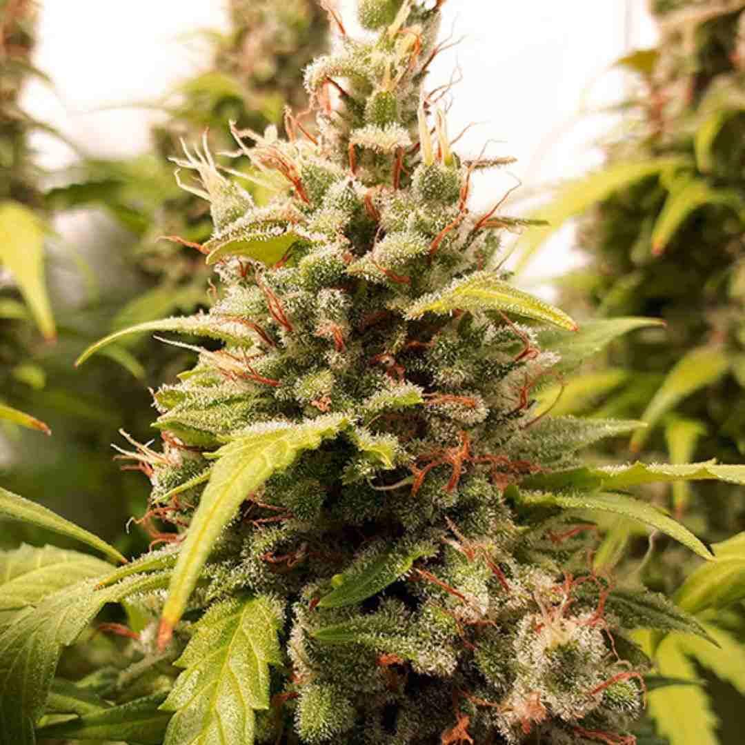 Reife Auto Critical Orange Punch Blüte mit vielen Trichomen und dunkelorangen Stempeln