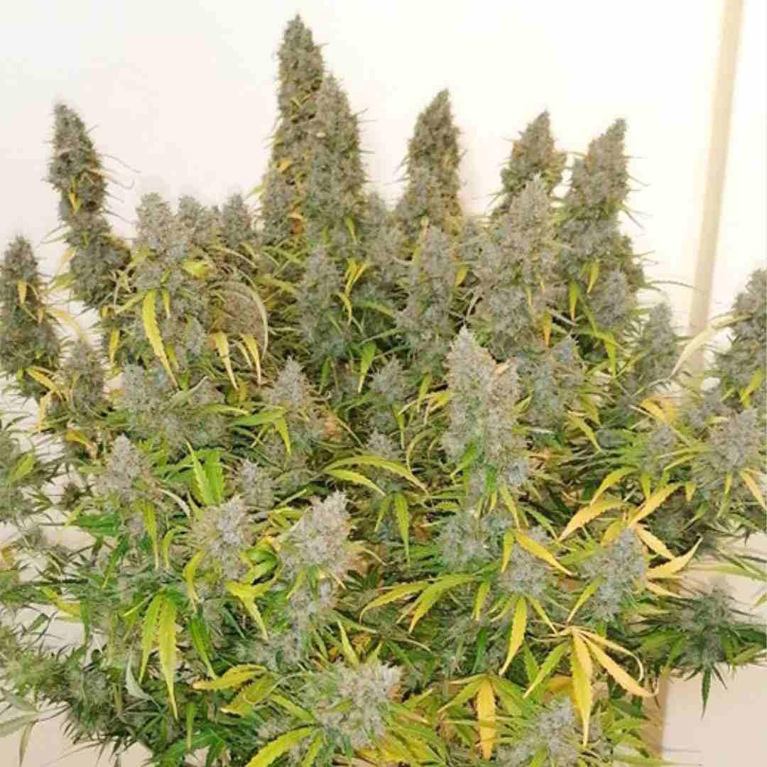 Kompakte Auto Critical Orange Punch Pflanze im Topf mit zahlreichen buschigen Buds