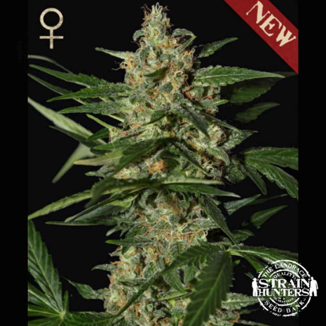 Dichte Auto Damnesia Blüte mit harzigen Buds, orangefarbenen Blütenfäden und schmalen grünen Blättern
