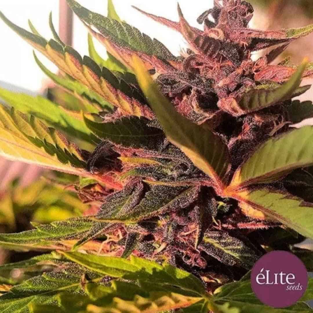 Auto Dark Rose CBD Cannabisblüte mit violetten Buds, Harzschicht und grünen Blättern