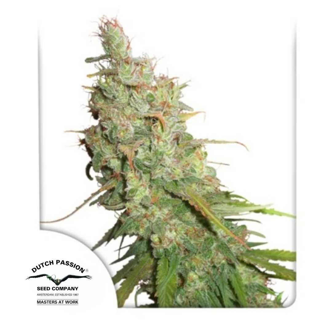 Auto Desfran Bud mit dichten Blüten, reichlich Harz und orangefarbenen Blütenhärchen