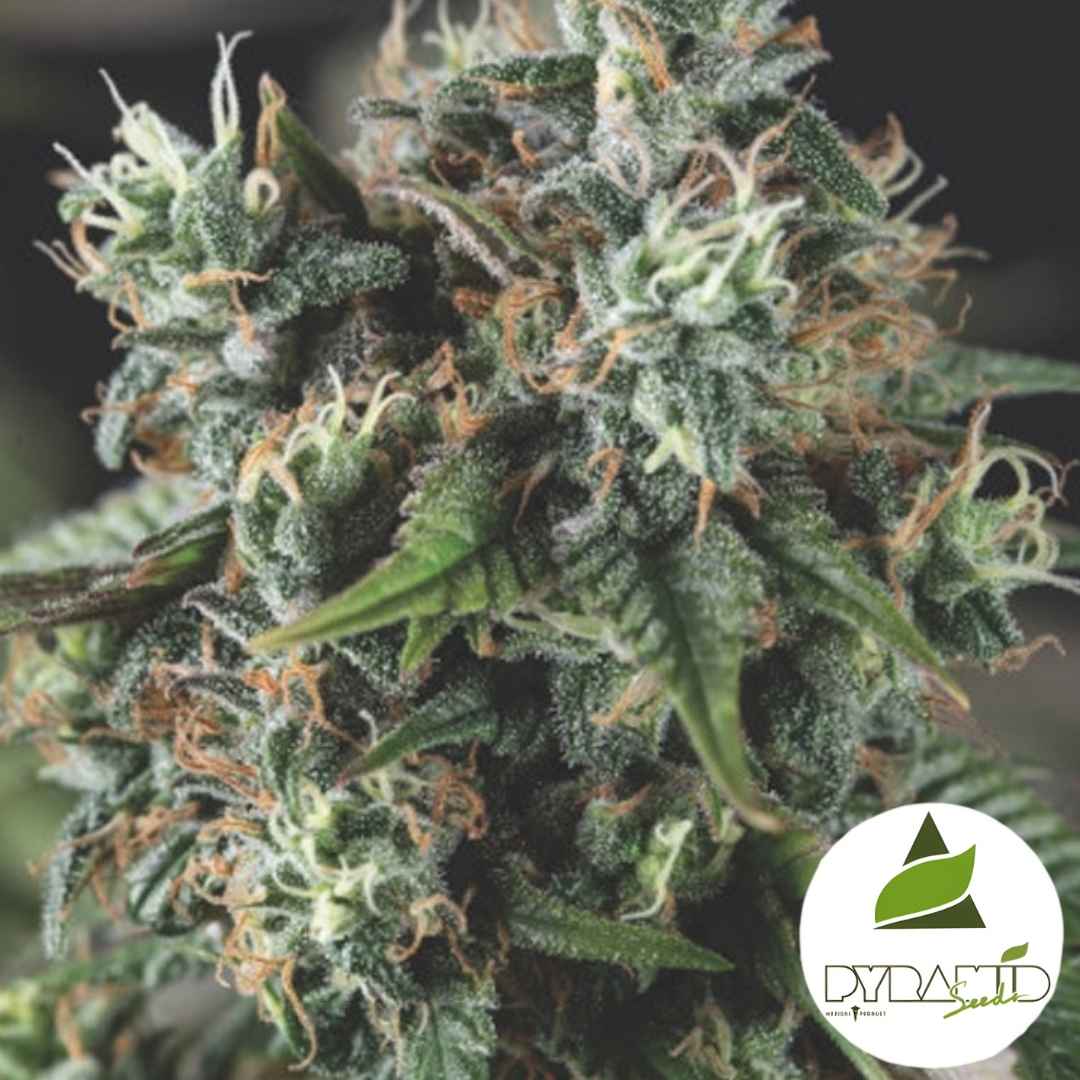 Auto Dos-Si-Dos Blüte mit dichten Harztrichomen und orangefarbenen Blütenhaaren