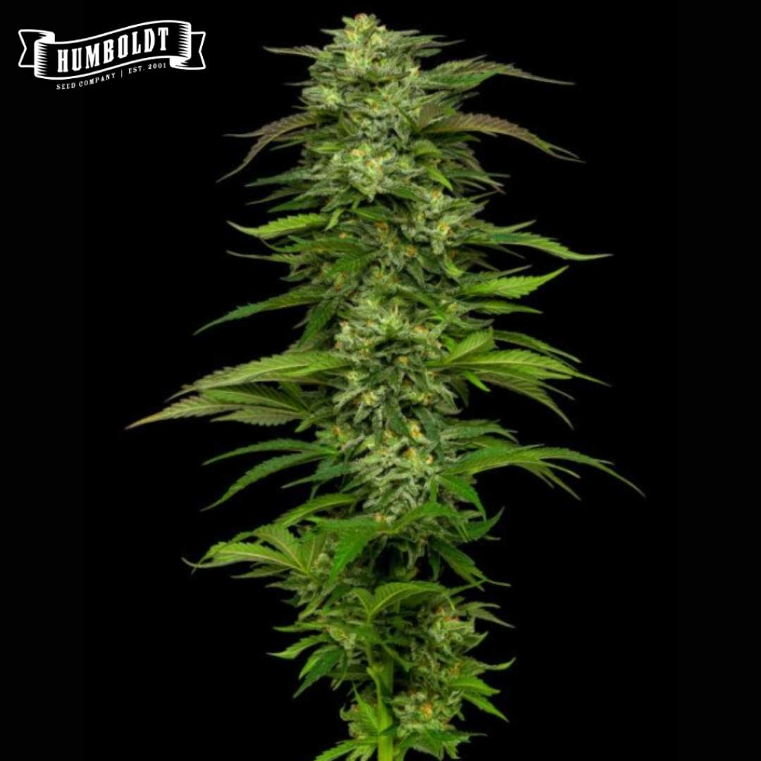 Auto Dream Queen Blüte mit dichter Hauptcola, grünen Zuckerblättern und harzigen Knospen