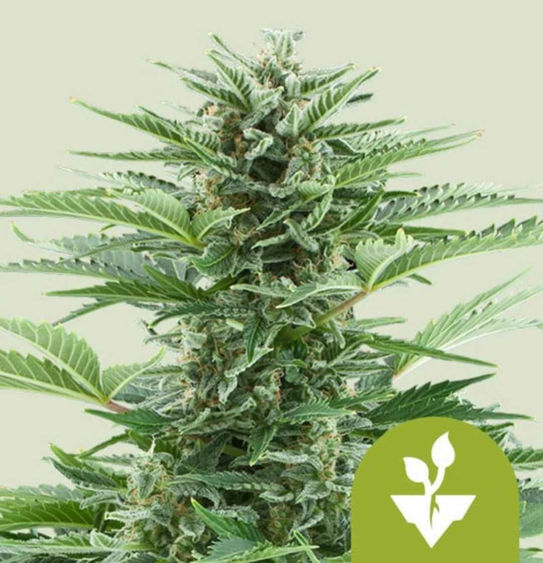 Dichte, harzige Blüten einer Auto Easy Bud Pflanze mit kräftigem Wuchs und tiefgrünen Blättern.