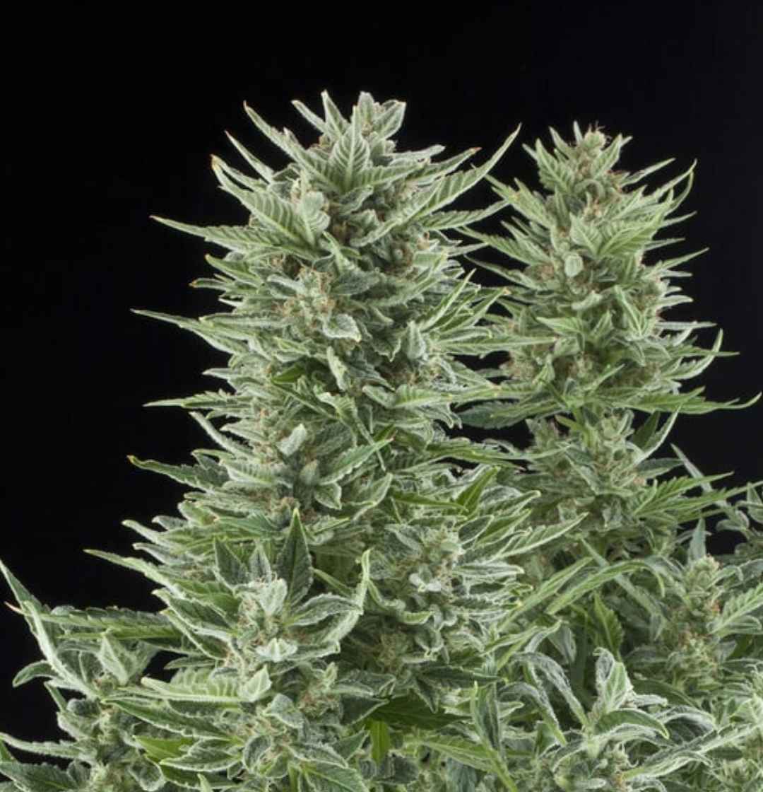 Reife Auto Easy Bud Pflanze mit vielen kompakten Buds und dicker Trichombeschichtung.