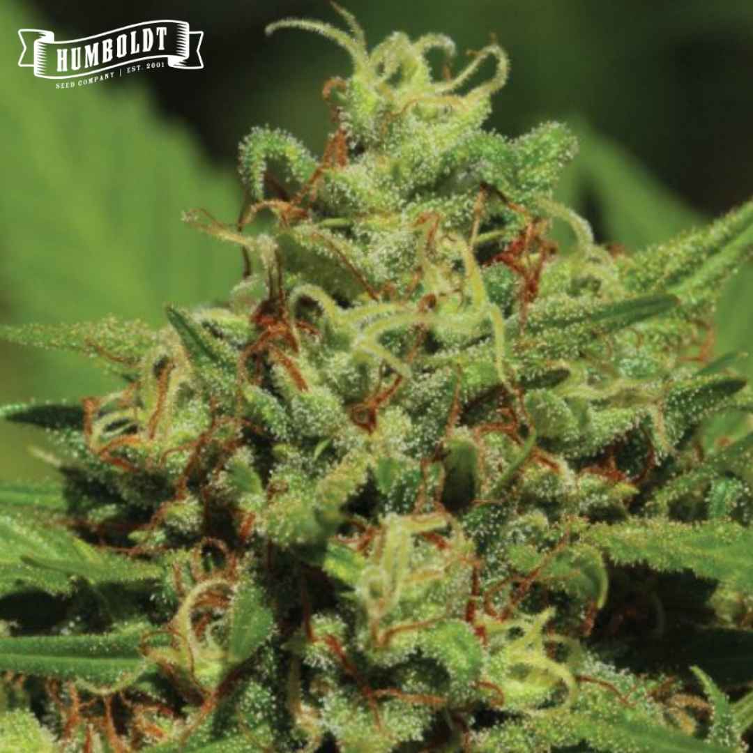 Harzige Auto Emerald Fire OG Blüte mit grünen Kelchen, weißen Fäden und orangefarbenen Stempeln