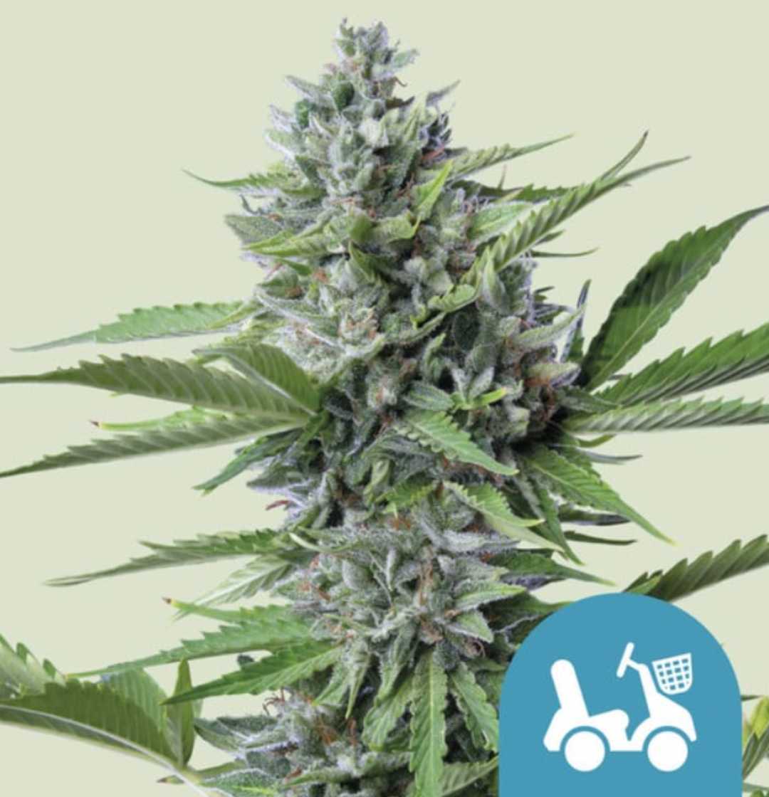 Harzige Auto Fast Eddy Blüte mit kompakten Buds und dichten Trichomen vor hellem Hintergrund