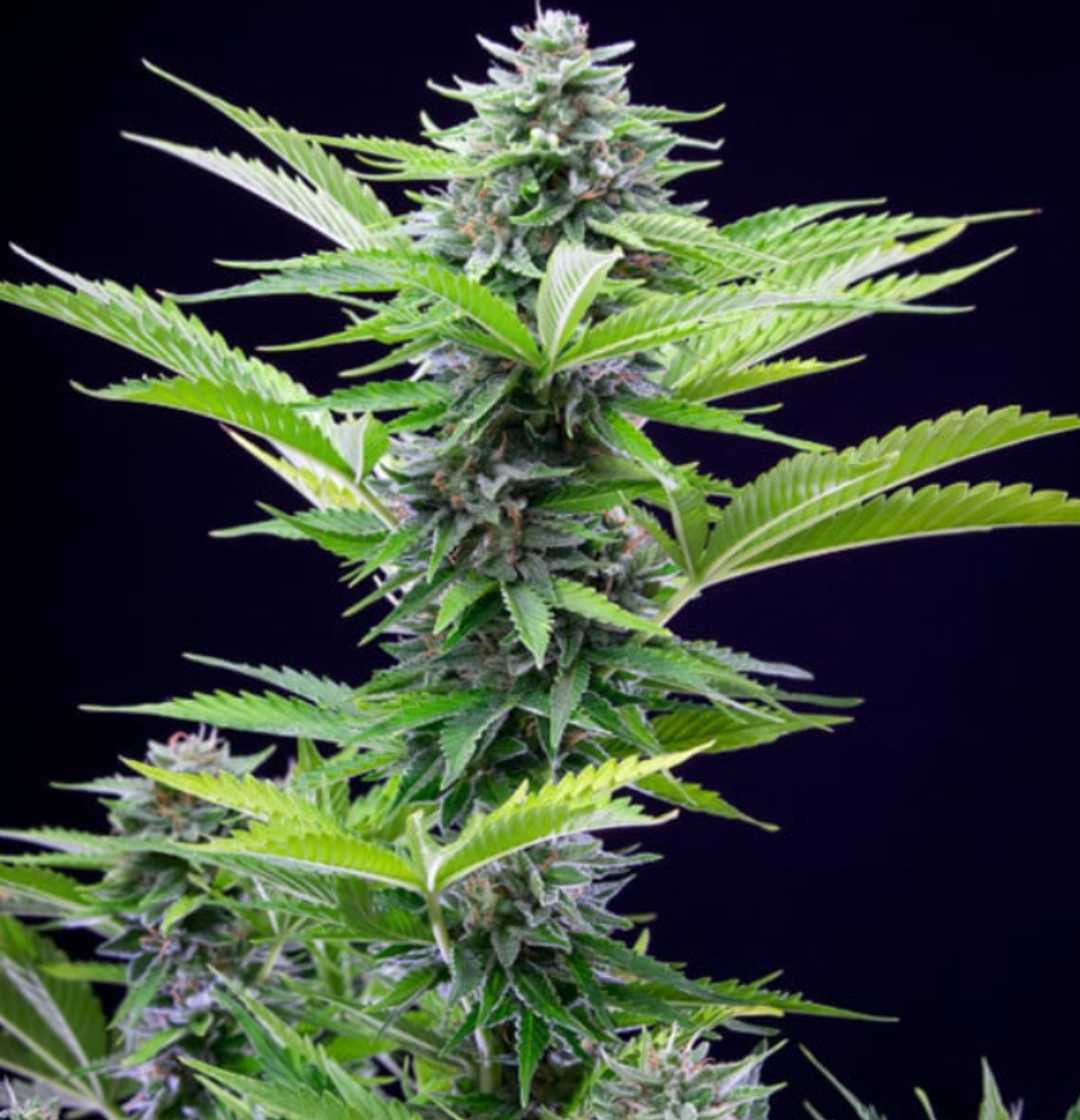 Schlanke Auto Fast Eddy Pflanze mit hellgrünen Blättern und sichtbaren Buds vor dunklem Hintergrund