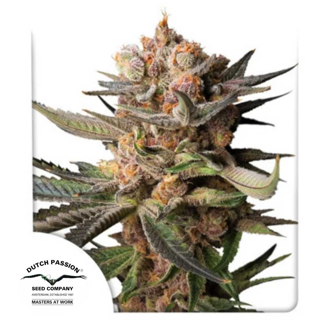 Auto Frozen Biscotti Bud mit dichten, frostigen Trichomen und orangefarbenen Blütenhaaren