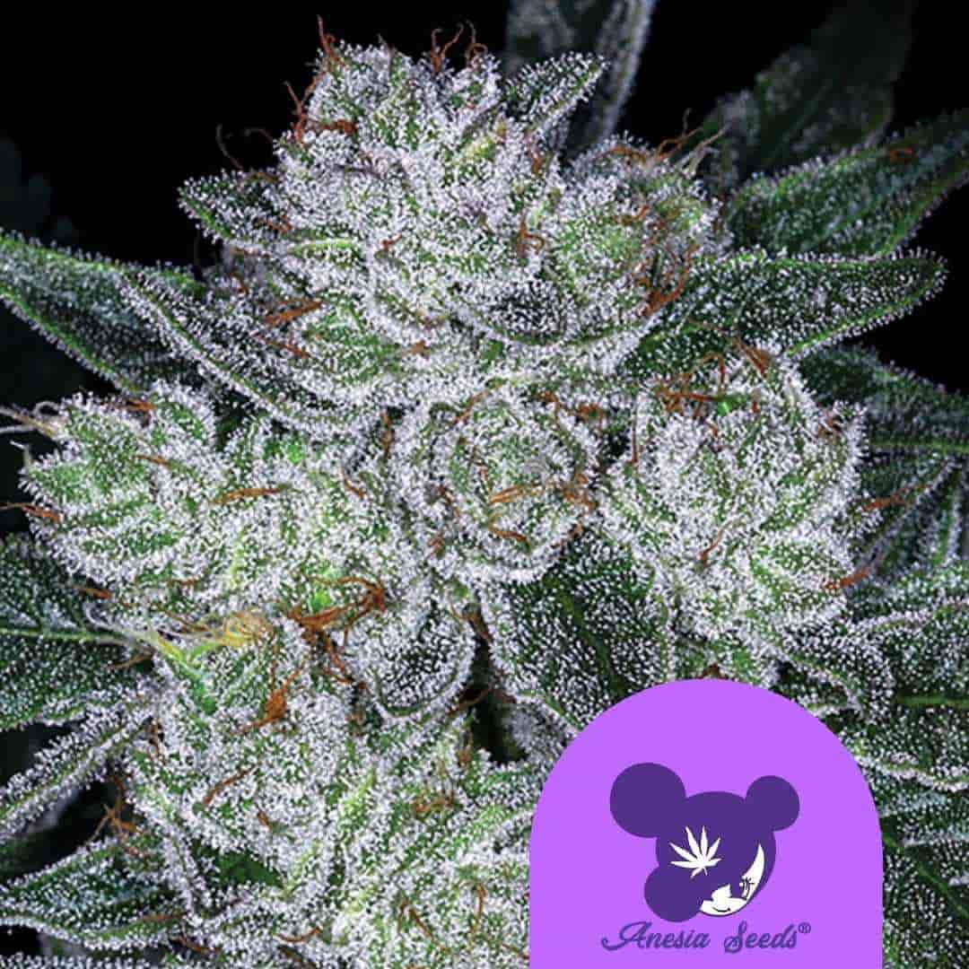 Auto Future #1 Blüte mit dichten Harztrichomen und orangefarbenen Blütenhärchen