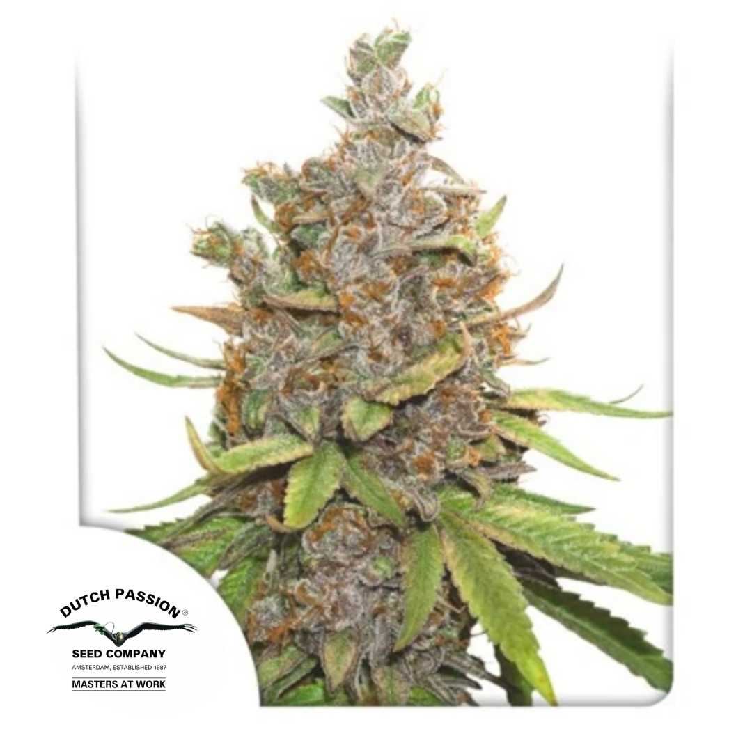 Auto Glueberry O.G. Bud mit dichten Blüten, orangefarbenen Härchen und frostiger Harzschicht