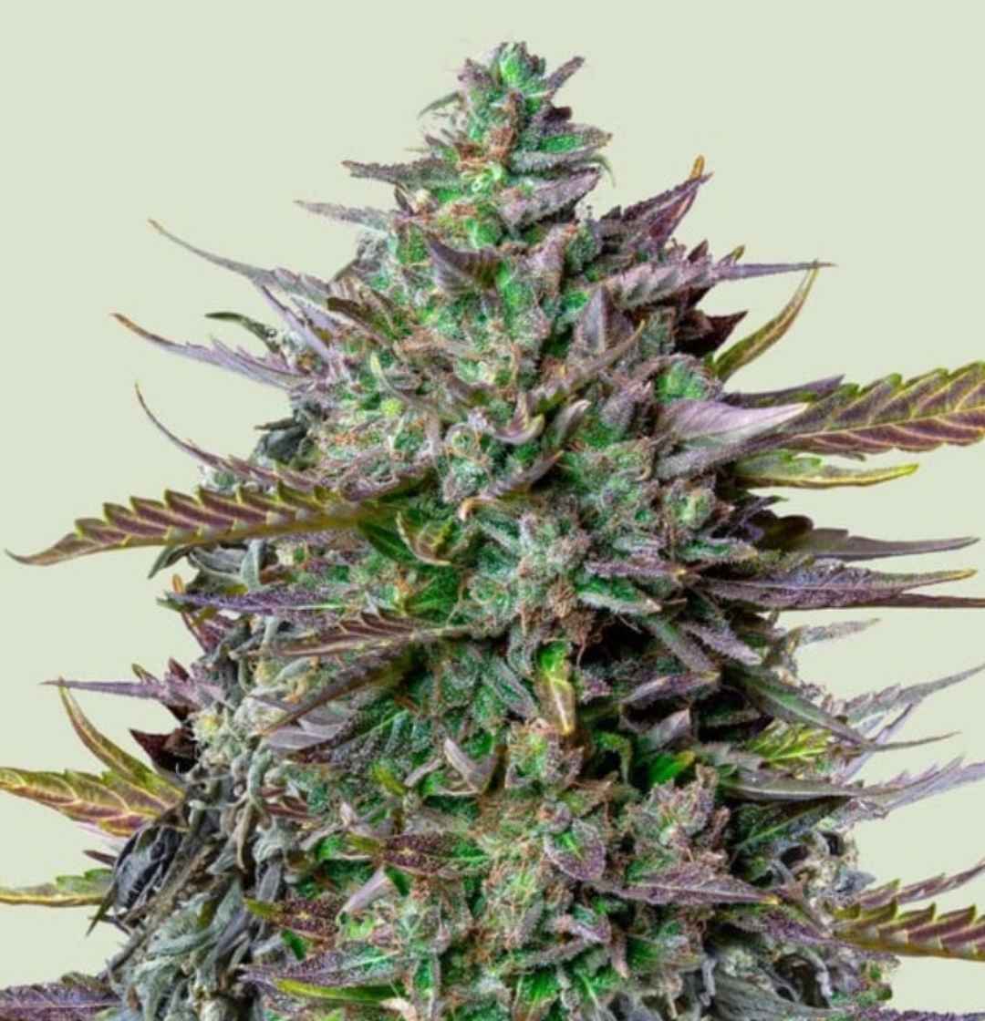 Lila-grüne Blüten von Auto Goat Lato mit dichten Trichomen und auffälligen Zuckerlblättern