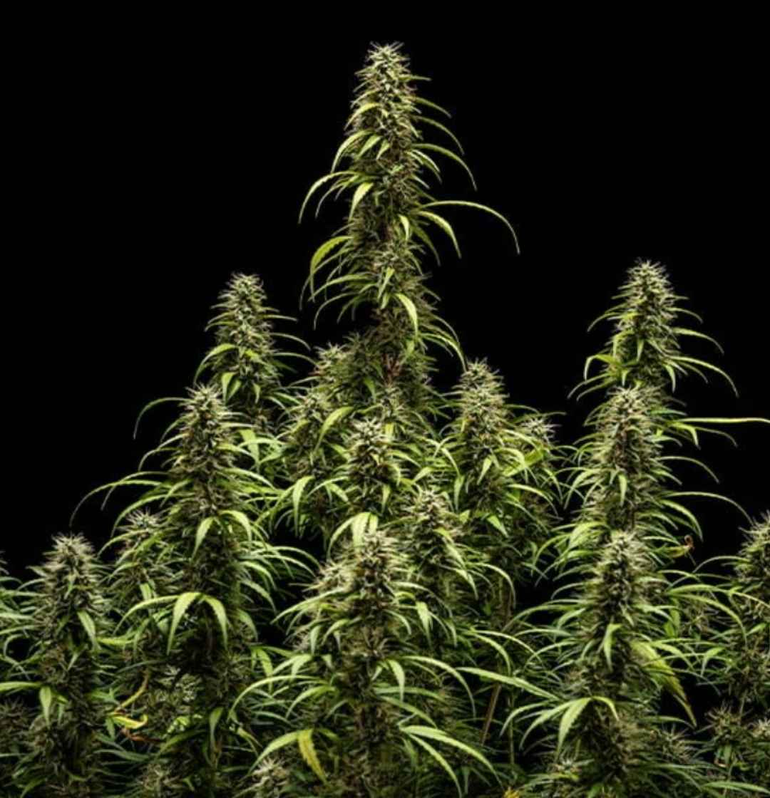 Mehrere reife Auto Goat Lato Pflanzen mit schlanken Hauptcolas und harzigen Buds