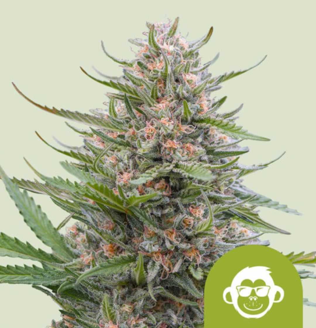 Auto Grape Ape mit dichten, harzigen Buds und orangefarbenen Härchen, typische Autoflowering-Sorte von Royal Queen Seeds.