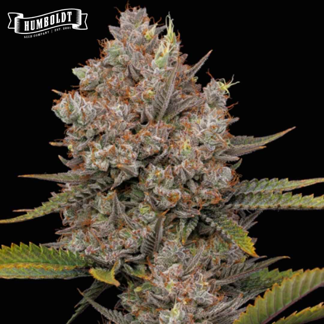 Auto Hella Jelly Blüte mit dichten, harzigen Buds und orangefarbenen Stempeln