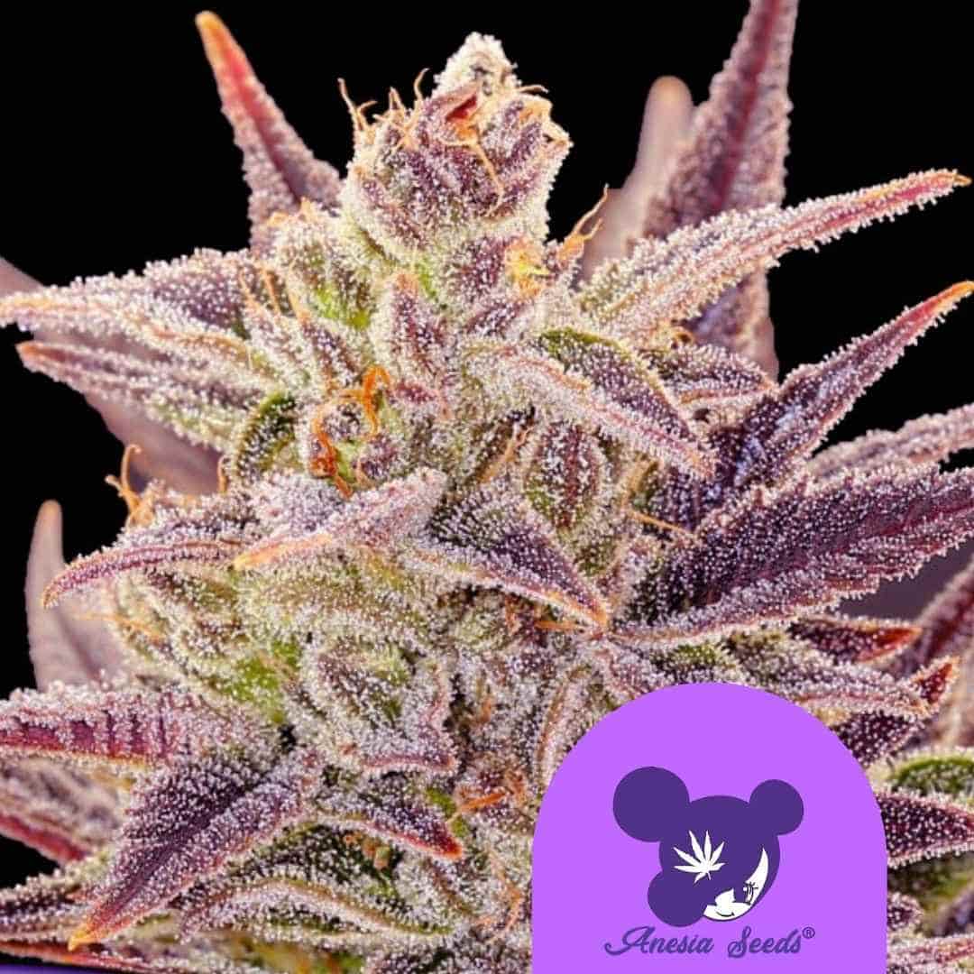 Auto Imperium X Blüte mit dichten Trichomen und violetten Zuckerblättern