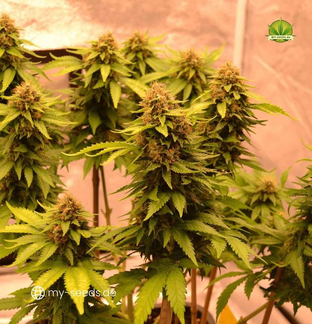 Blühende Auto Jack Herer Pflanzen unter Kunstlicht mit kräftigen Hauptcolas und buschigem Wuchs