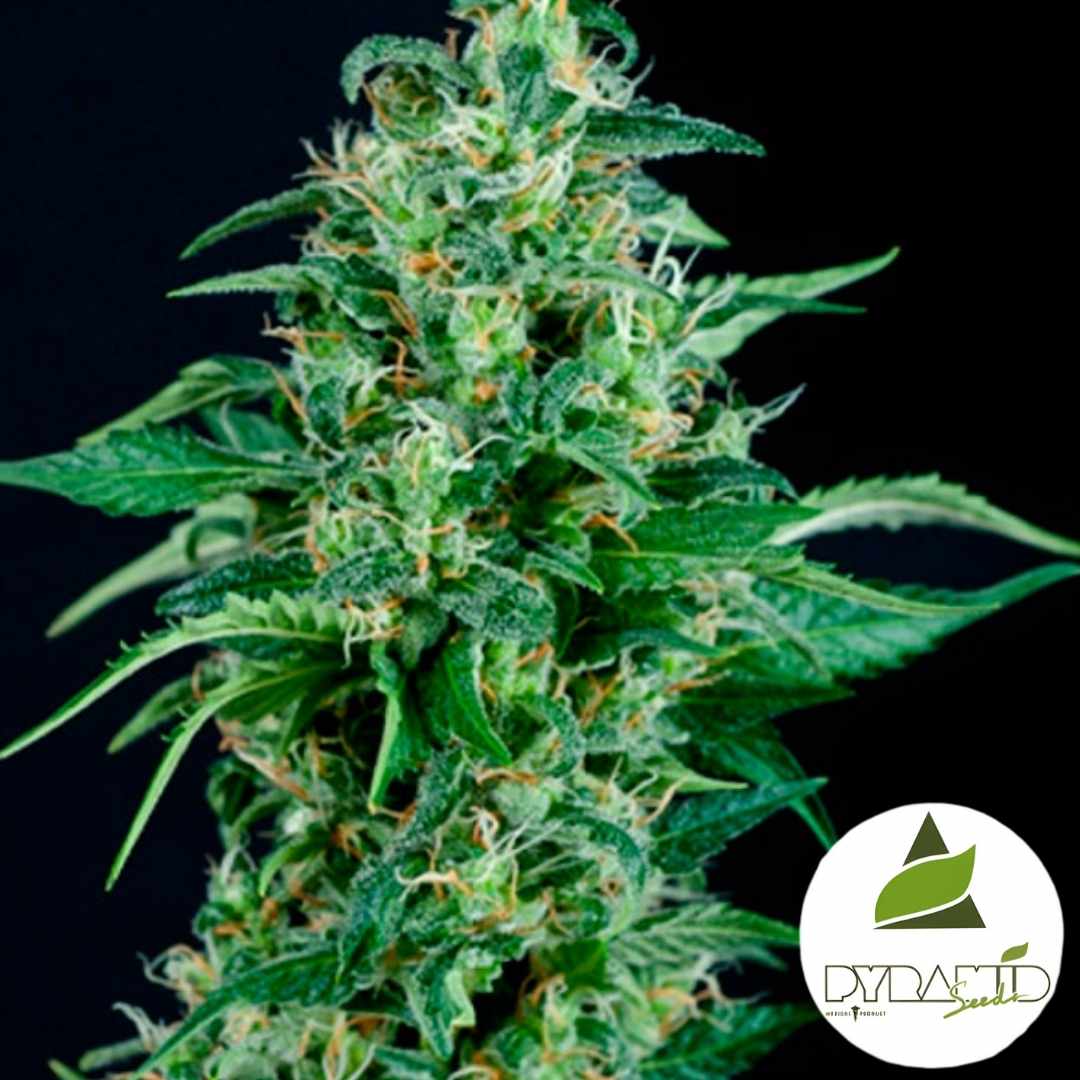 Dichte Auto Kryptonite Blüte mit vielen Harztrichomen und orangefarbenen Blütenhaaren