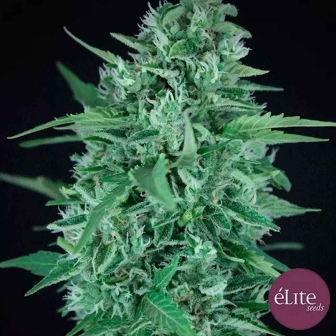 Auto La Rica CBD Blüte mit hellgrünen Blättern, dichten Harzschichten und feinen weißen Blütenfäden