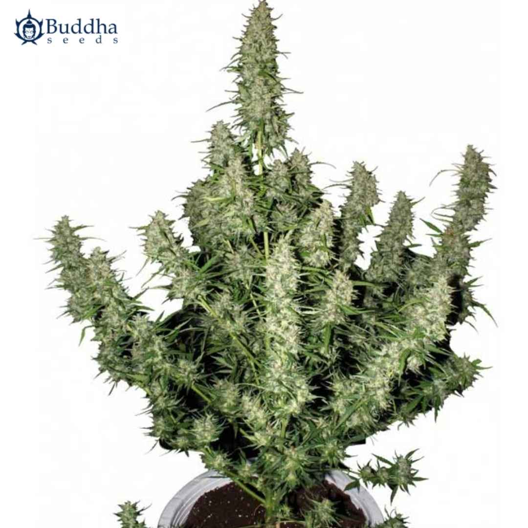 Auto Magnum Cannabispflanze mit dichten, harzigen Blüten und kräftigen Seitenzweigen