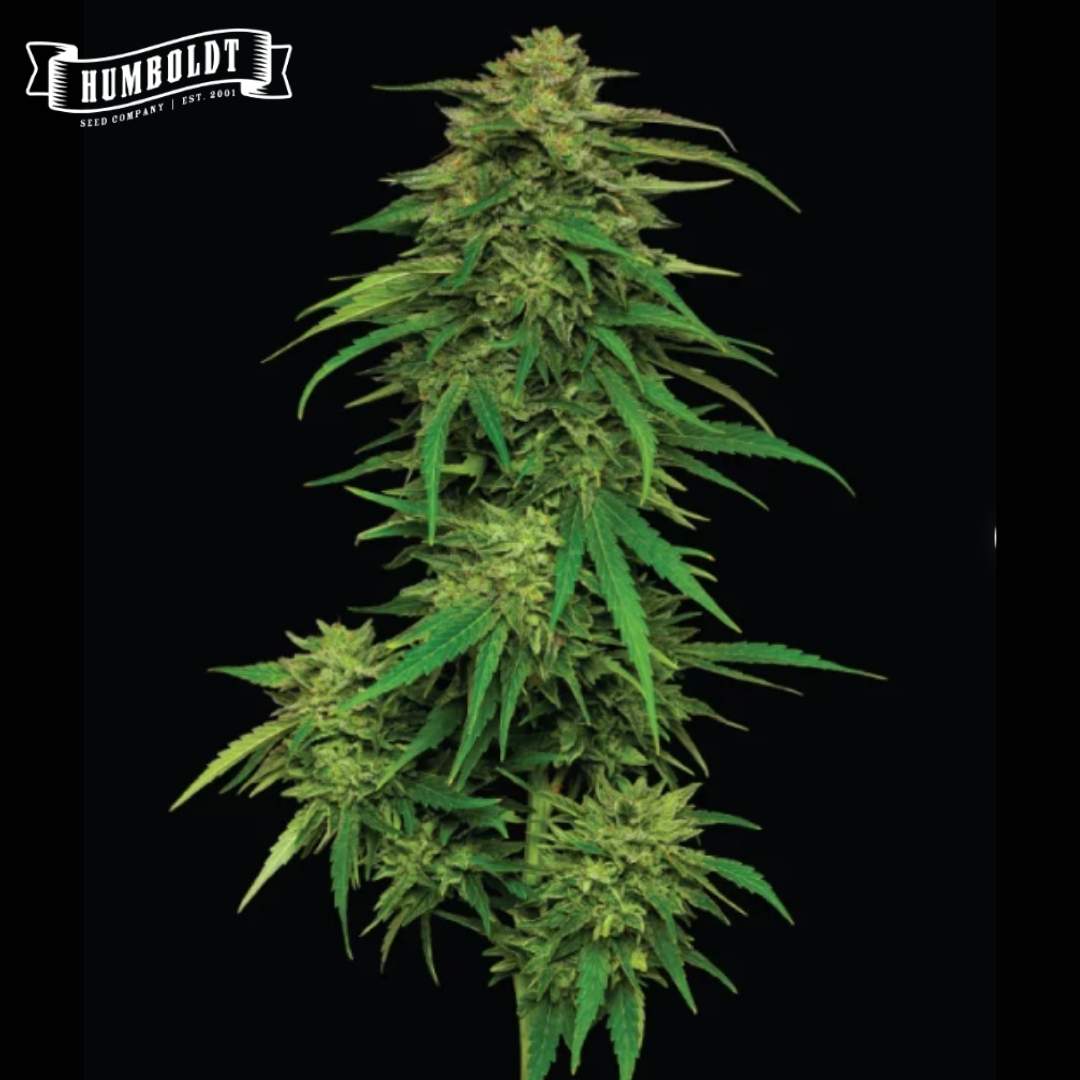 Auto Mango Sherbert Blüte mit dichtem Hauptcola, grünen Zuckerblättern und harzigen Knospen