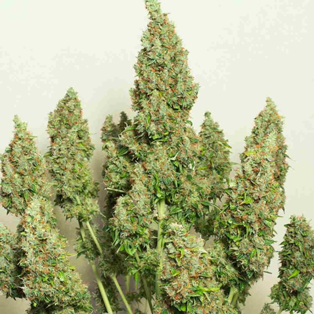 Mehrere kompakte Auto Mazar Buds an kräftigen Trieben kurz vor der Ernte