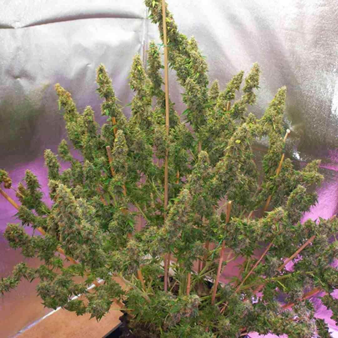 Buschige Auto Mazar Pflanze im Topf mit vielen dichten Seitentrieben und reifen Blüten