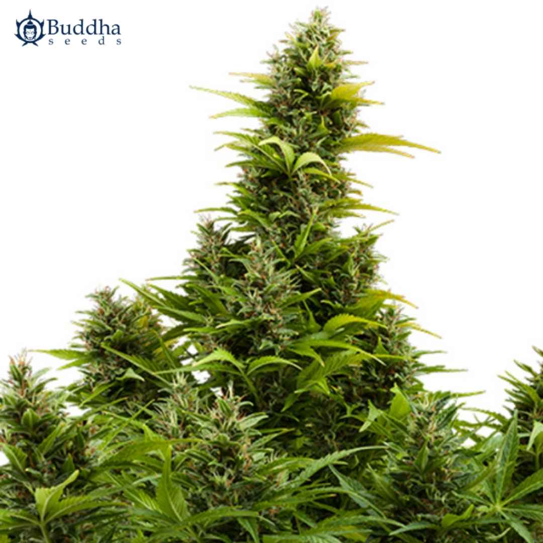 Auto Medikit CBD Pflanze mit dichtem Hauptbud und mehreren harzigen Seitenblüten