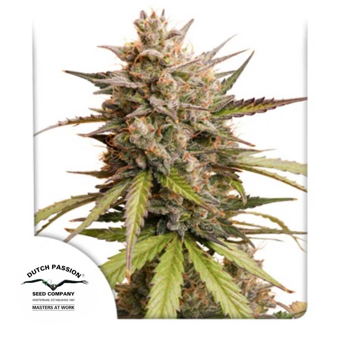 Auto Melonade Runtz Blüte mit dichten Buds, orangefarbenen Härchen und Harzüberzug von Dutch Passion.