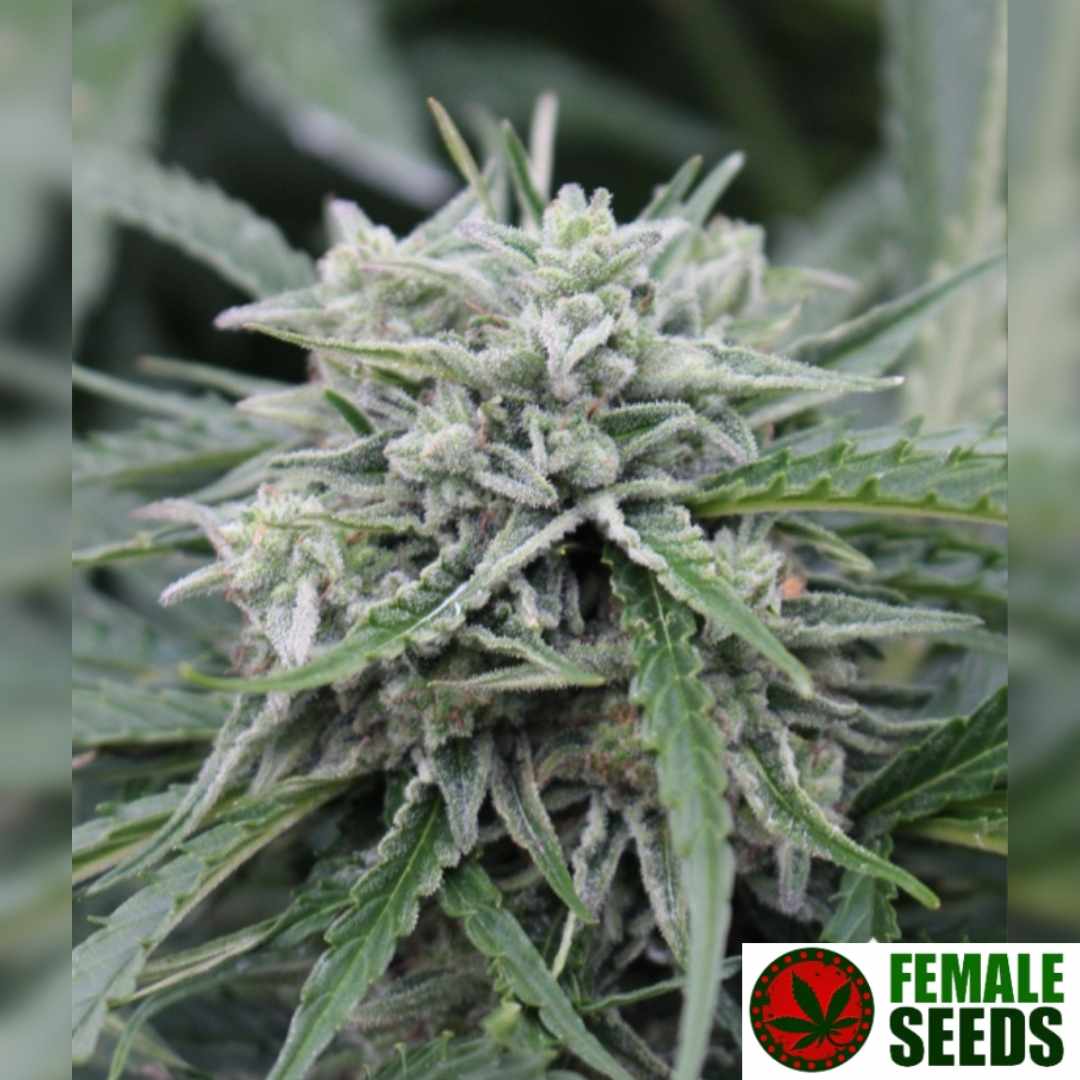 Auto NL Cannabisknospe mit dichter Harzschicht und kristallklaren Trichomen an kompakter Blüte