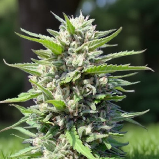 Northern Lights Auto zeigt eine kompakte, dicke Blüte mit dichten, harzreichen Knospen und kräftigen grünen Blättern.