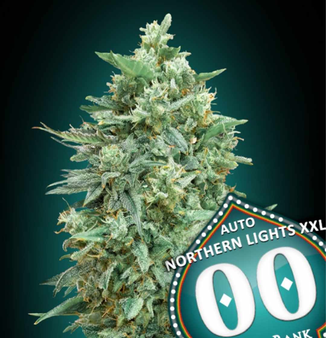 Kompakte, harzige Cannabispflanze mit dichten Buds und kräftigen Blüten der Sorte Auto Northern Lights XXL von 00 Seeds.