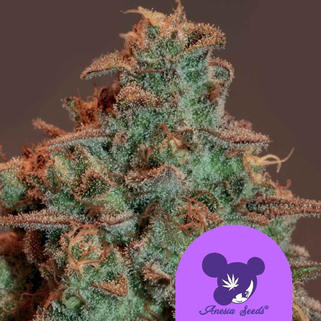 Dichte Auto Nova OG Blüte mit vielen Harztrichomen und orangefarbenen Blütenhärchen