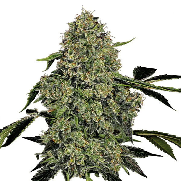 Kompakte O.G. Kush Automatic Blüte mit dichten, harzreichen Buds und orangefarbenen Blütenstempeln.