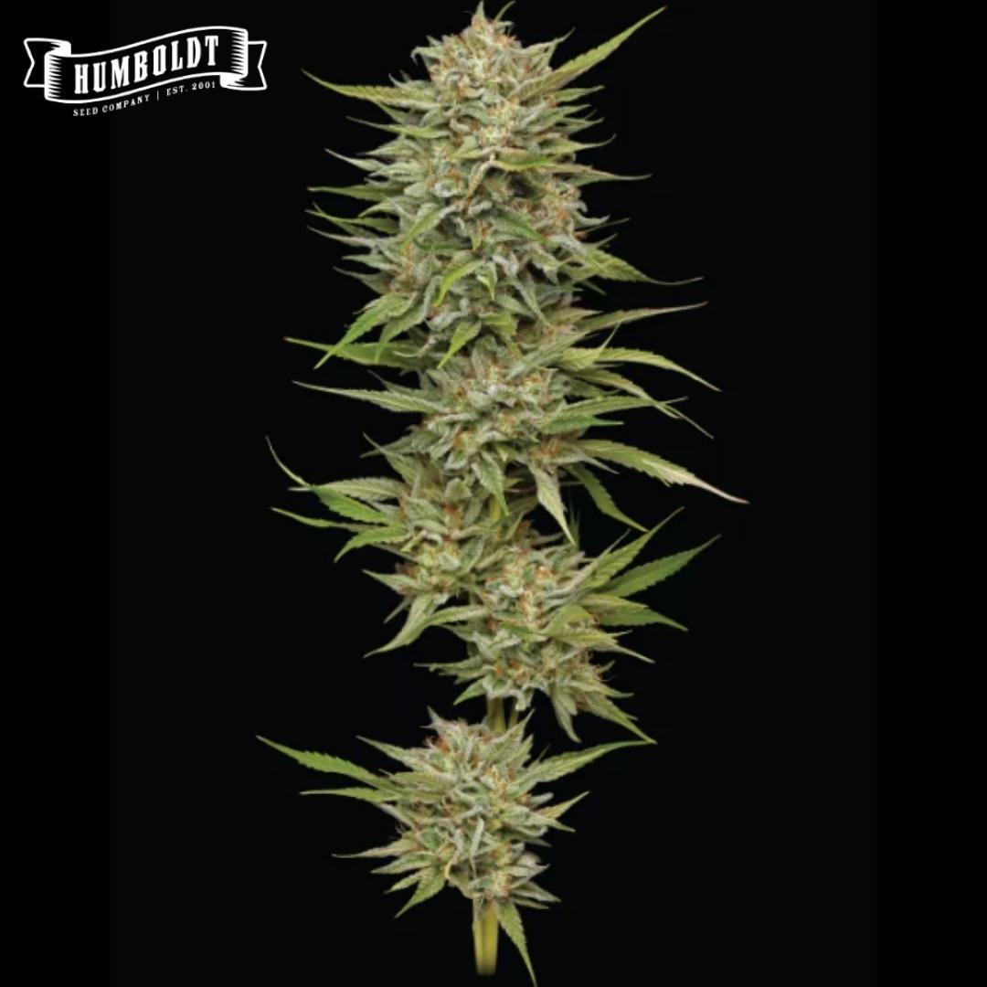Auto OG Kush Cannabisblüte mit dichten, harzigen Buds und schmalen grünen Blättern