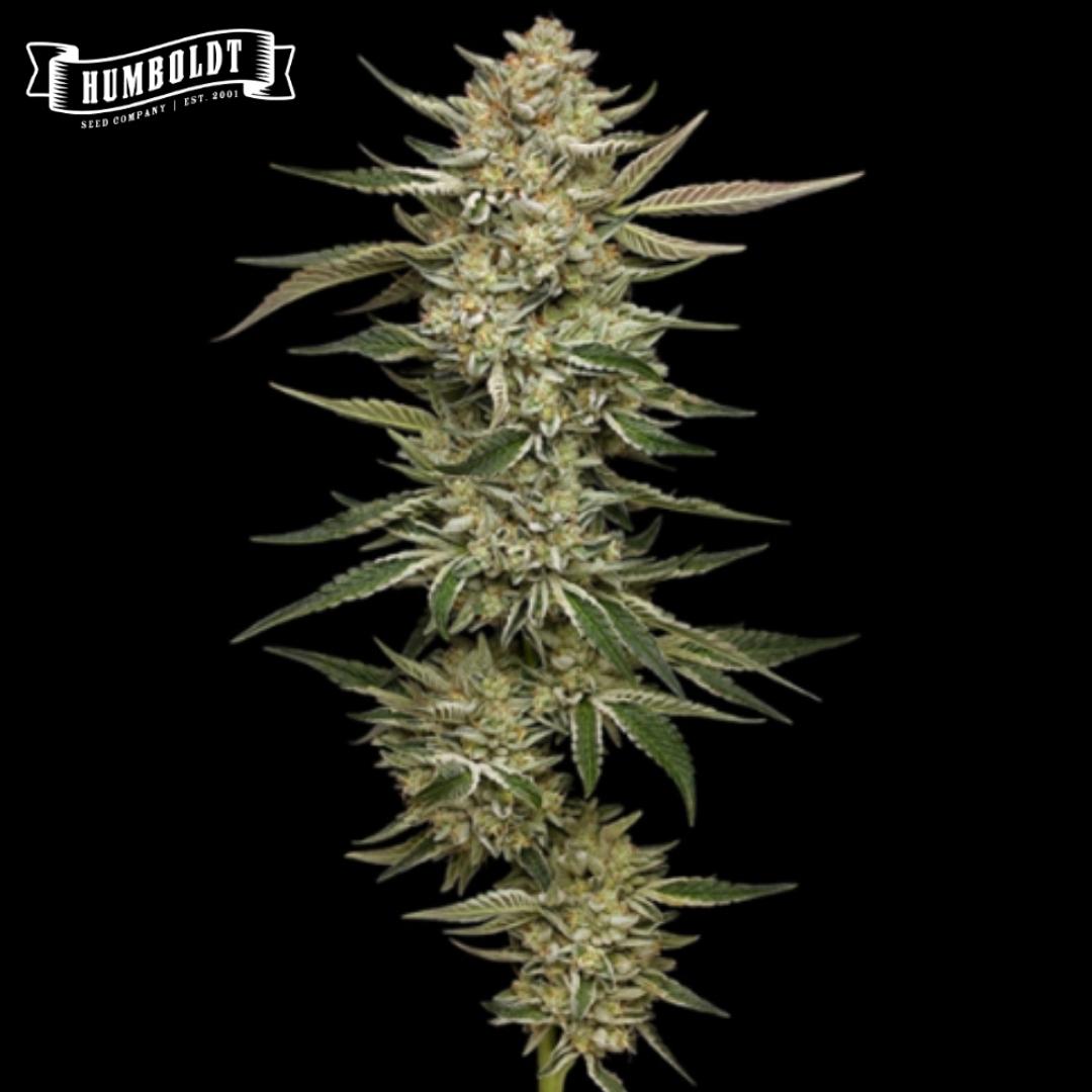 Auto OG Triploid Blüte mit dichten, harzigen Buds und schmalen Zuckerblättern