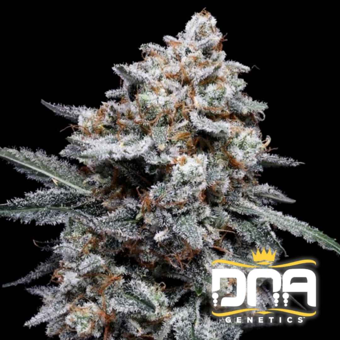 Dicht mit Harz bedeckte Auto Patrick Swayze Blüte mit weißen Trichomen und orangefarbenen Blütenhaaren.