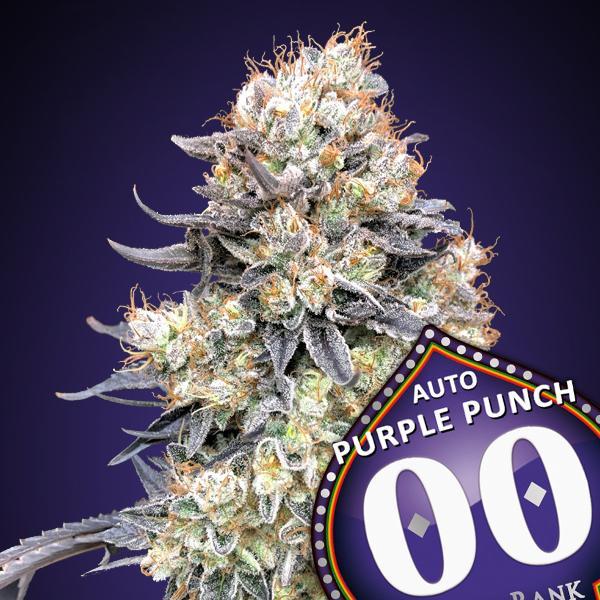 Kristallbedeckte Auto Purple Punch Blüte mit dunklen Zuckerblättern und kräftig orangefarbenen Blütenhaaren.