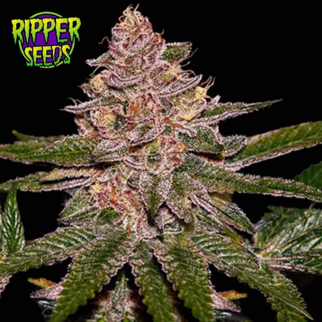 Auto Radical Juice Blüte mit harzigen Trichomen, orangefarbenen Pistillen und grünen Zuckerblättern