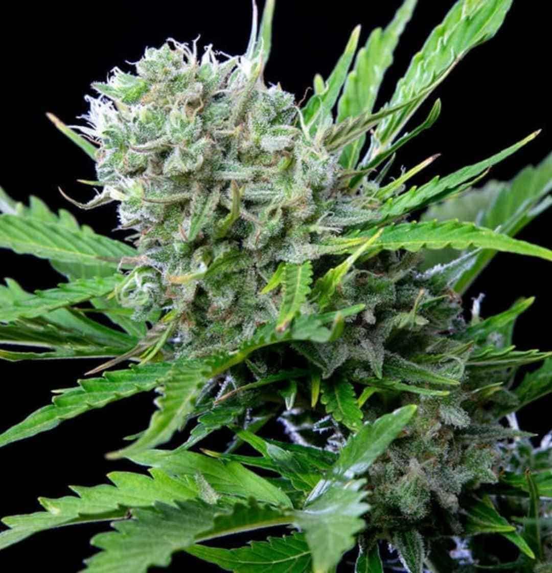 Reife Royal Bluematic Pflanze mit kompaktem Headbud und gesunden, dunkelgrünen Blättern.