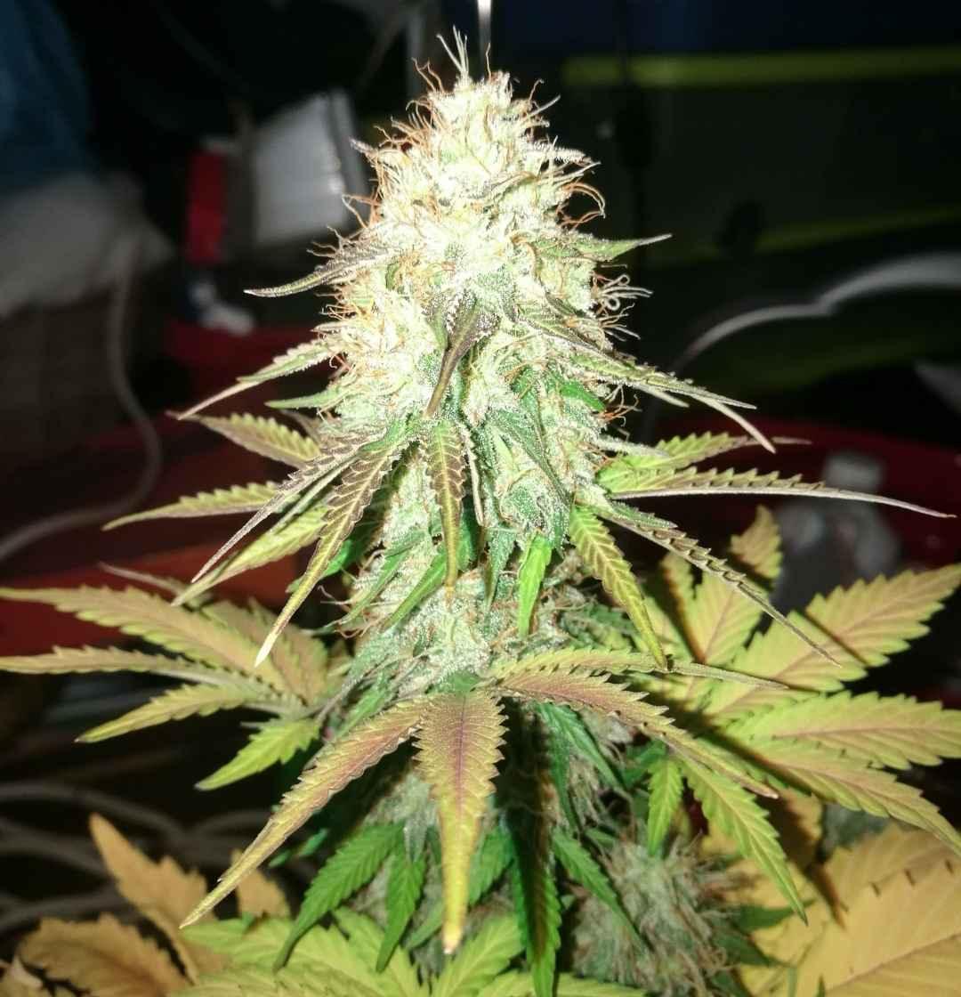 Royal Bluematic Pflanze in der Blütephase mit leuchtenden Pistillen und violetten Akzenten.