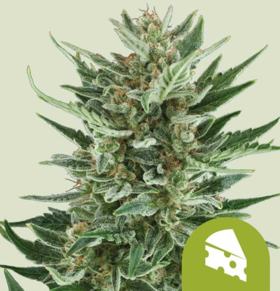 Auto Royal Cheese Blüte mit harzigen, dichten Knospen und leuchtend grünen Blättern.