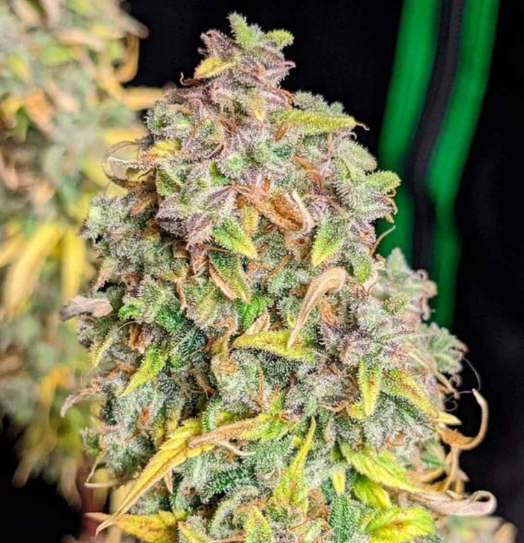 Harzige Auto Royal Cheese Knospen mit lila Tönen und orangen Haaren, reif zum Ernten.